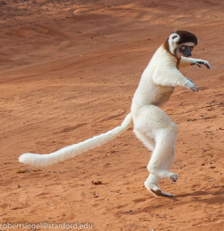 sifaka